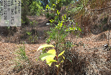 Impact Project Image